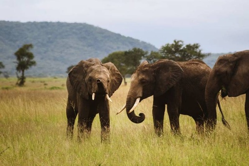 Kigali Heritage and Akagera Safari Operations